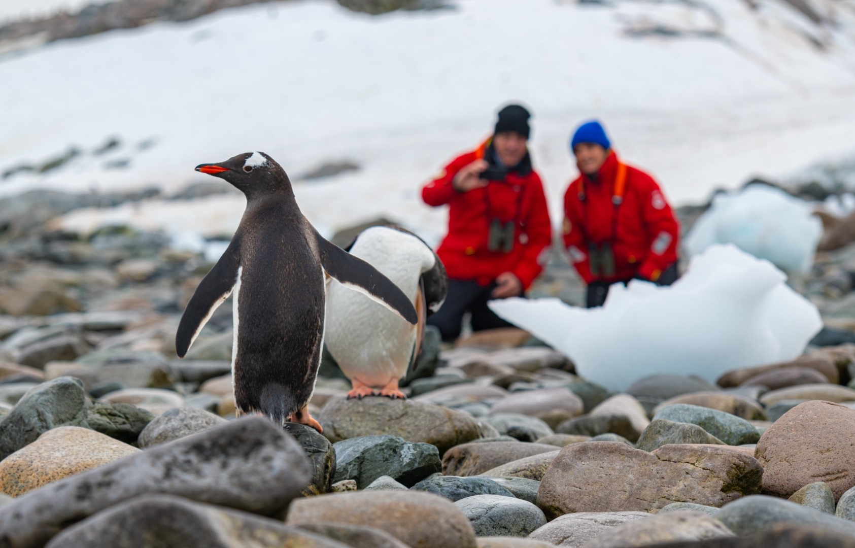 Viking guests observing penguins in Antarctica